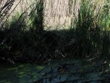 Day 4 - Hummocks - Beaver handiwork Day 4 - Hummocks - Beaver handiwork